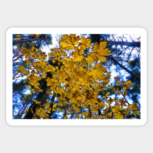 Yellow leaves Sticker